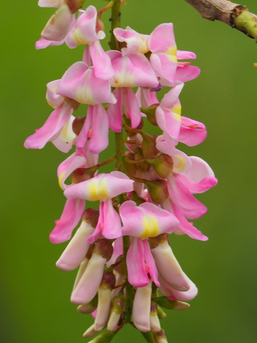 Gliricidia sepium (Mother-of-cacao) — photo