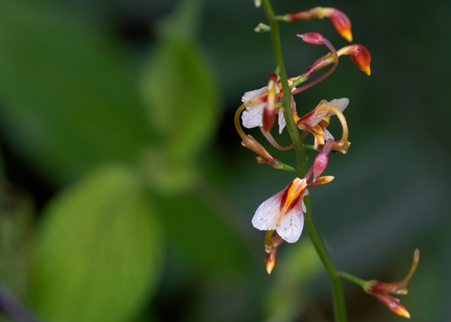 Globba clarkei