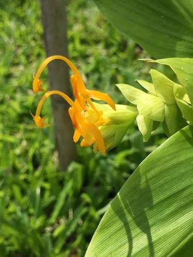 Globba marantina (Yellow dancing girl ginger) — photo