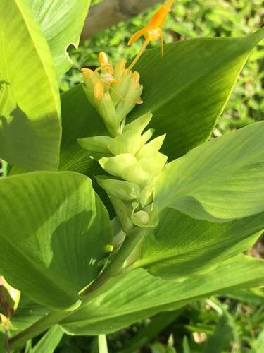 Globba marantina (Yellow dancing girl ginger) — photo