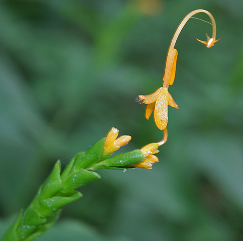 Globba marantina