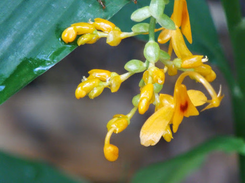 Globba racemosa