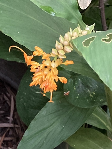 Globba racemosa (Dancing girl ginger) — photo