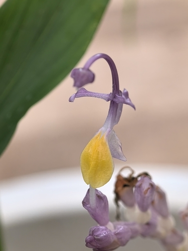 Globba spathulata