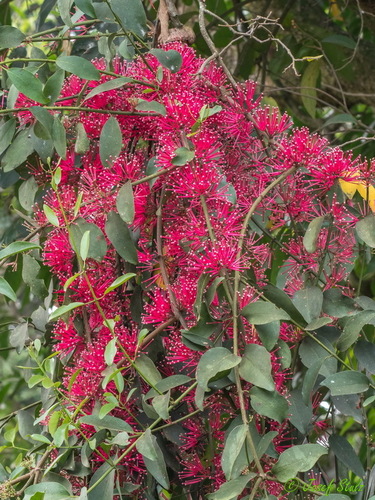 Globimetula braunii — photo