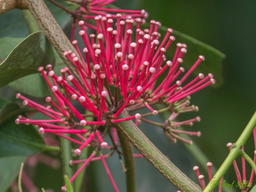 Globimetula braunii