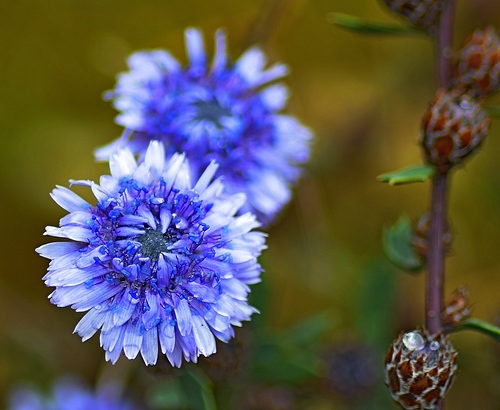 Globularia alypum — photo