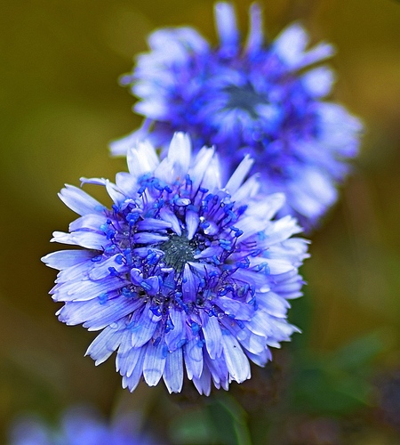 Globularia alypum — photo