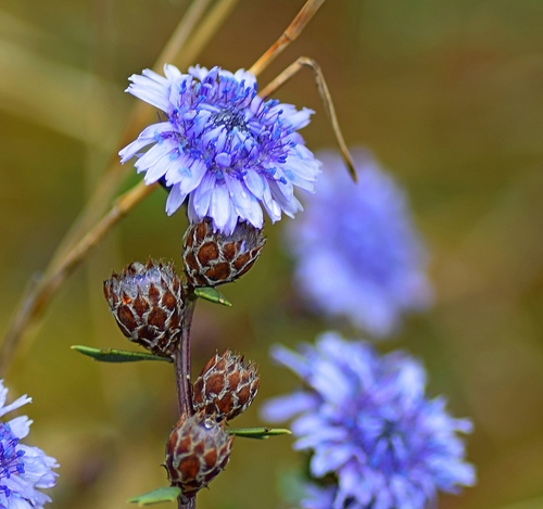 Globularia alypum