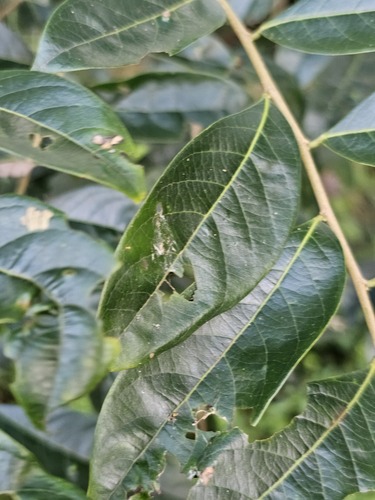 Glochidion acuminatum (Tsin Pui Tsz Shue) — photo