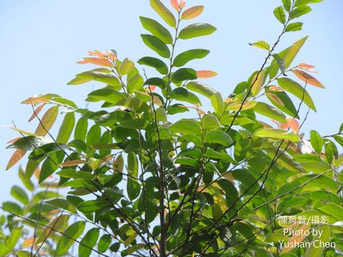 Glochidion acuminatum