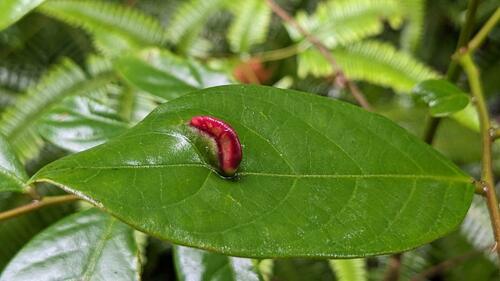 Glochidion acuminatum (Tsin Pui Tsz Shue) — photo