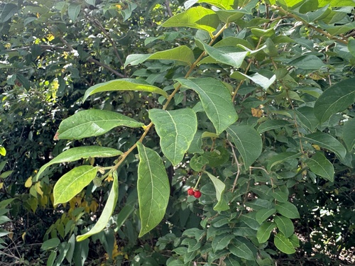 Glochidion benthamianum (Buttonwood) — photo