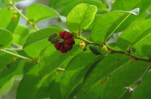 Glochidion benthamianum