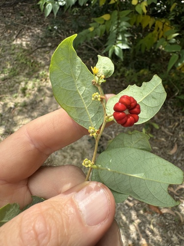 Glochidion benthamianum (Buttonwood) — photo