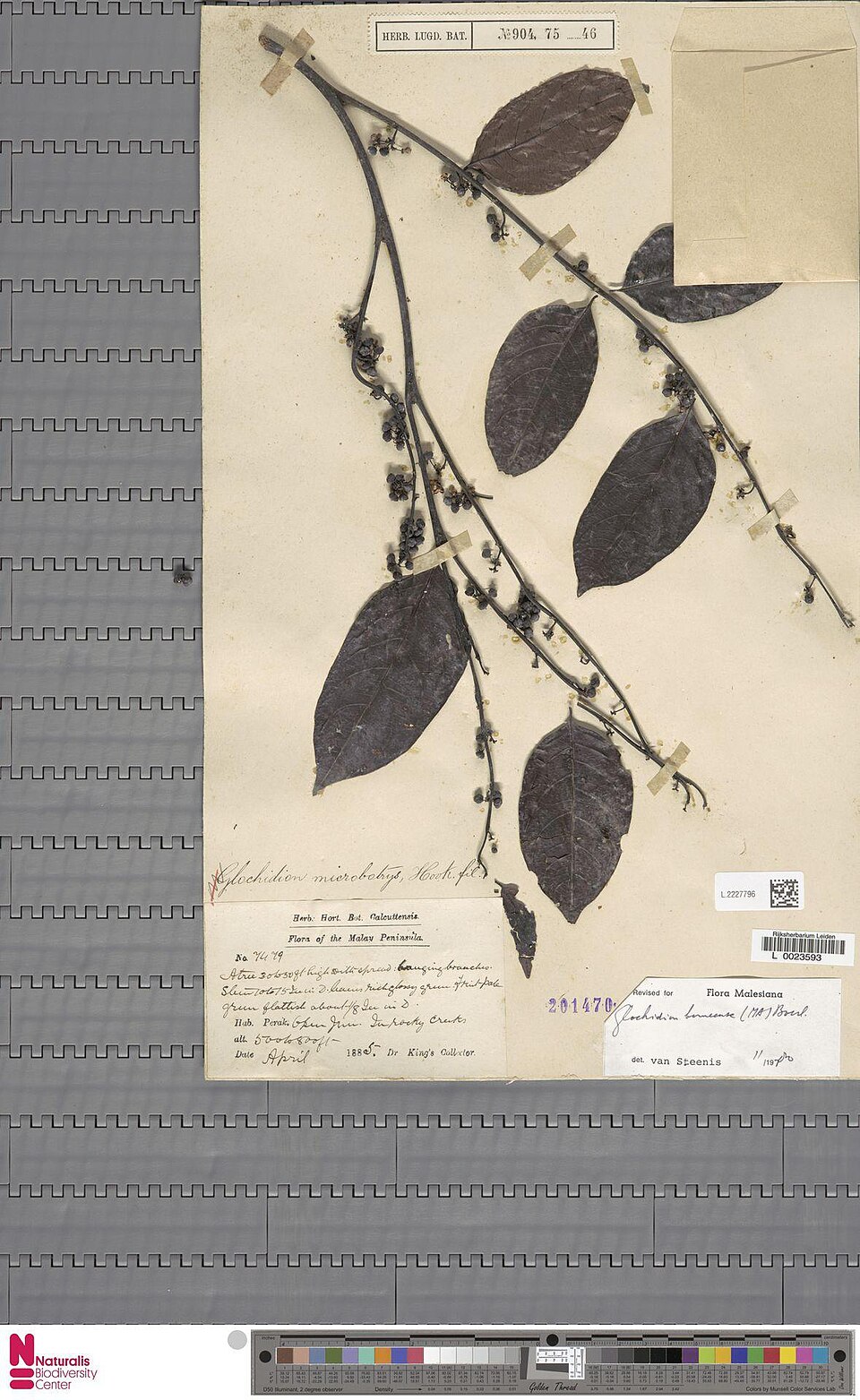 Glochidion borneense