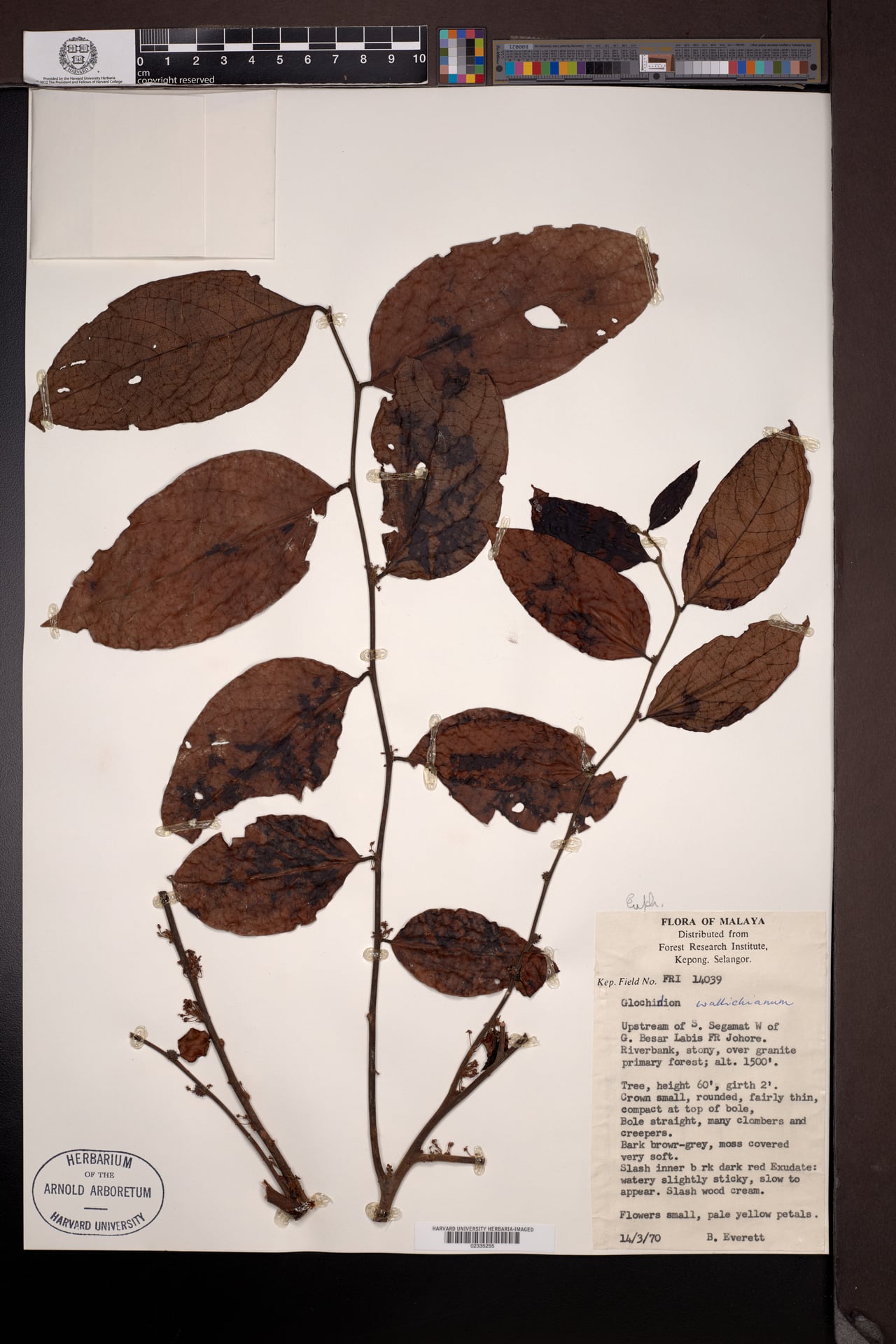 Glochidion cf wallichianum (Manpuu) — photo