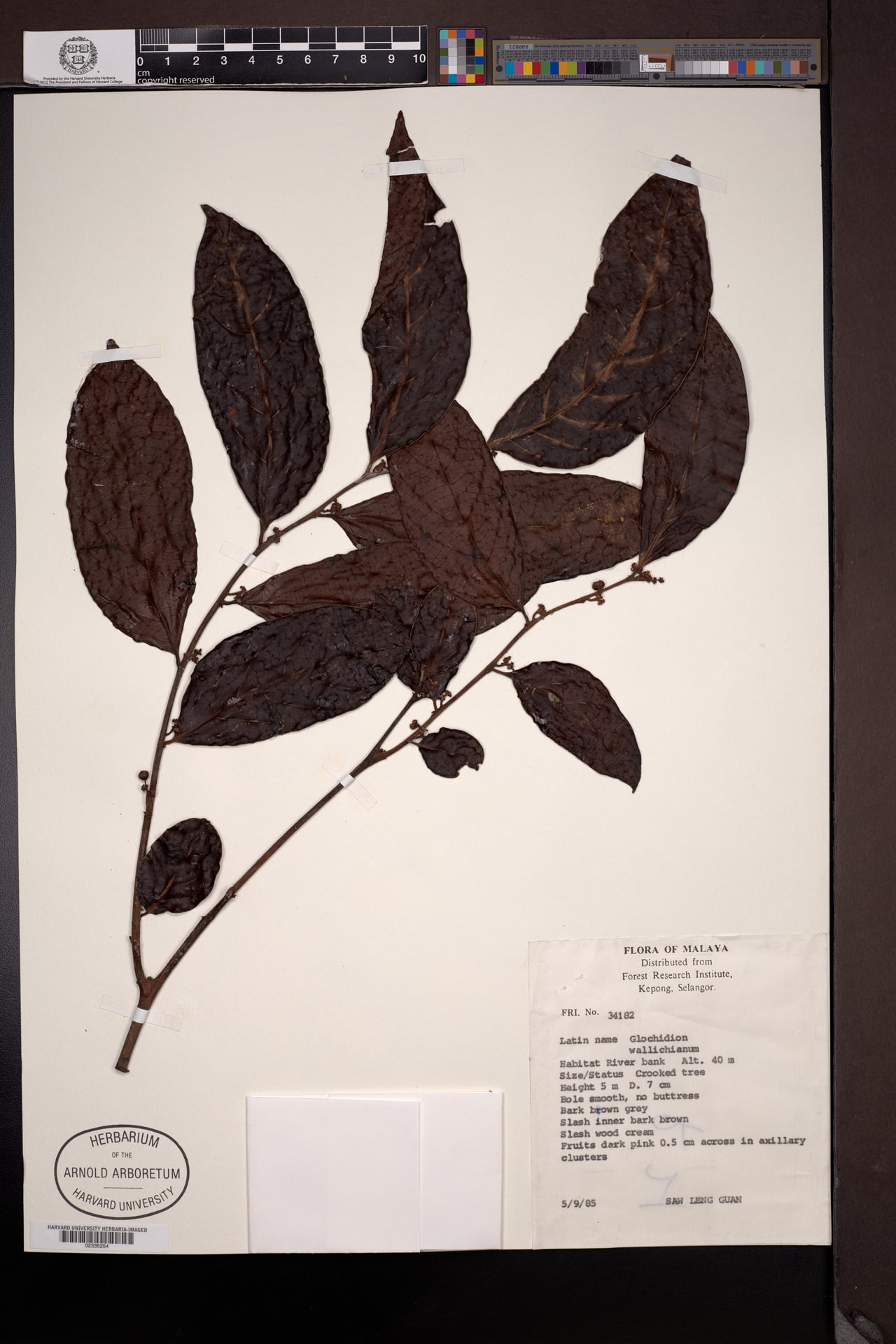 Glochidion cf wallichianum
