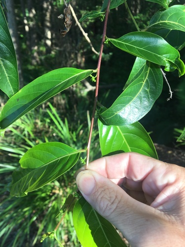 Glochidion littorale — photo