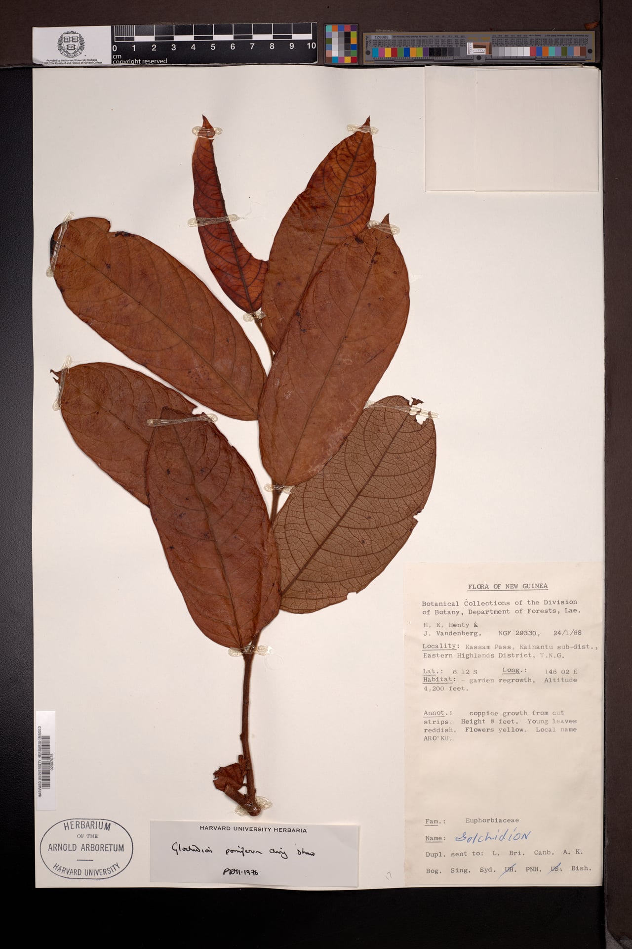 Glochidion pomiferum — photo
