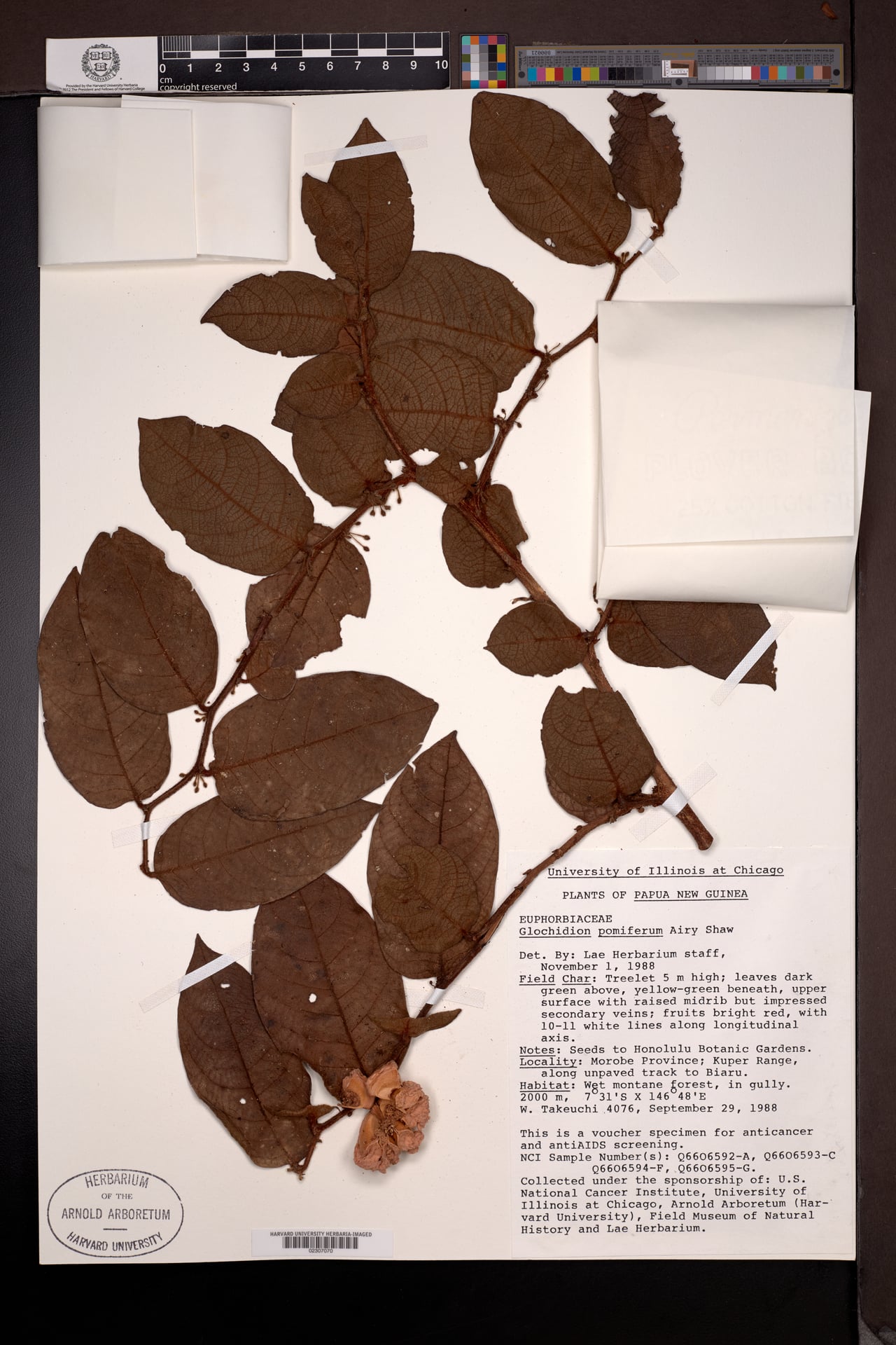 Glochidion pomiferum