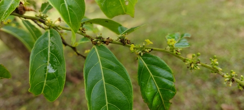 Glochidion ramiflorum — photo