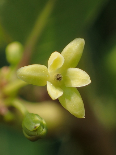 Glochidion rubrum (Red glochidion) — photo