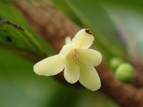 Glochidion rubrum (Red glochidion) — photo