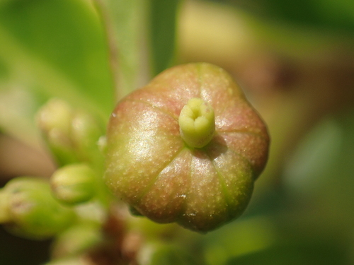 Glochidion rubrum