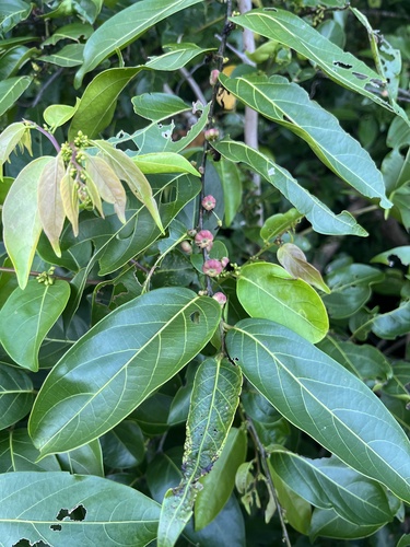 Glochidion zeylanicum