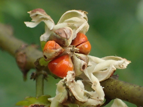 Glochidion zeylanicum var. arborescens