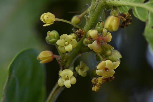 Glochidion zeylanicum var. arborescens — photo