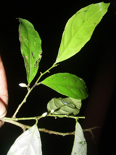 Gloeospermum equatoriense (Ecuador gloeospermum) — photo