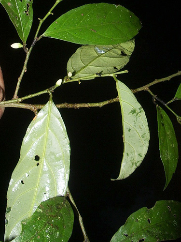 Gloeospermum equatoriense (Ecuador gloeospermum) — photo