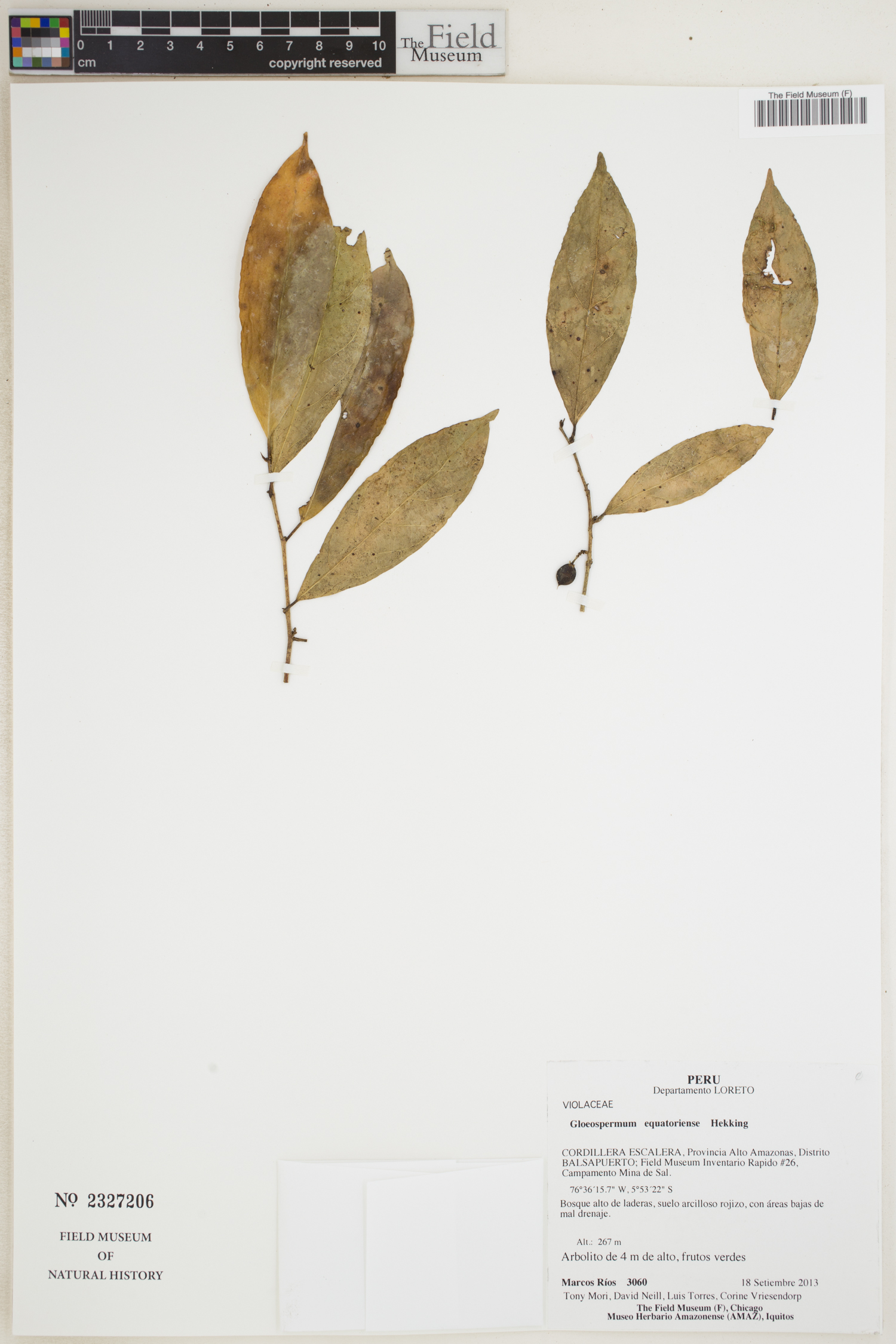 Gloeospermum equatoriense