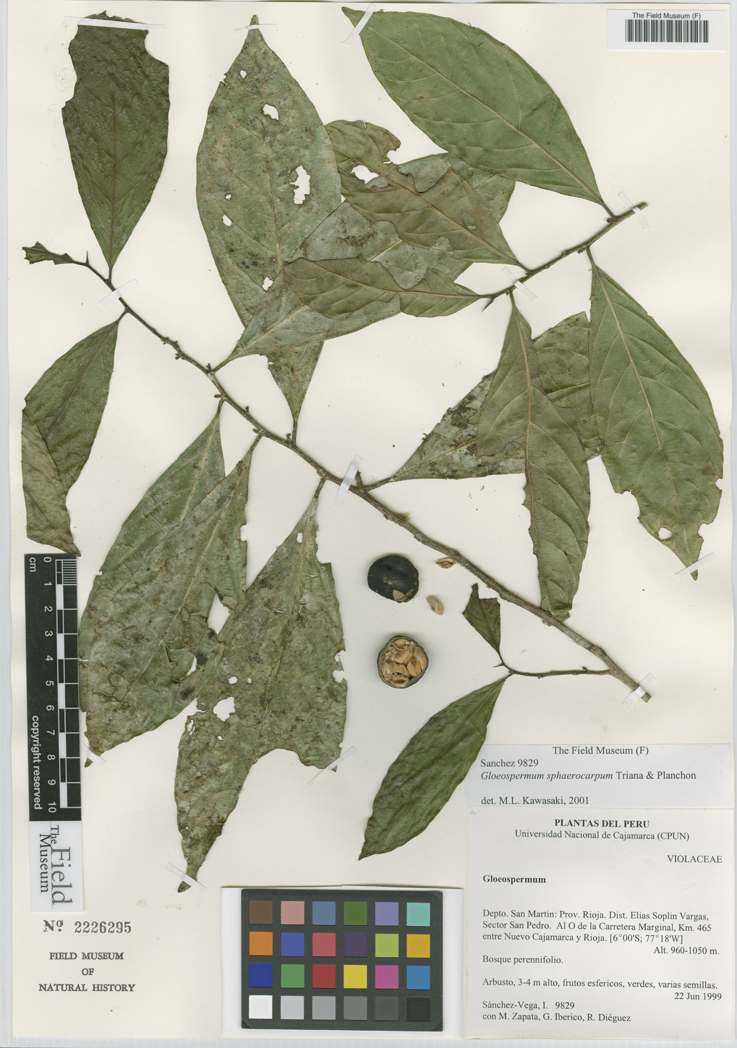 Gloeospermum sphaerocarpum