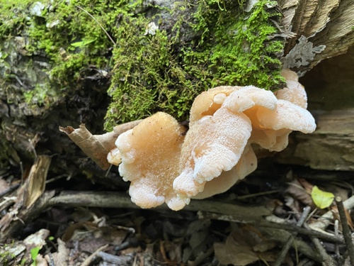 Gloeostereum incarnatum — photo