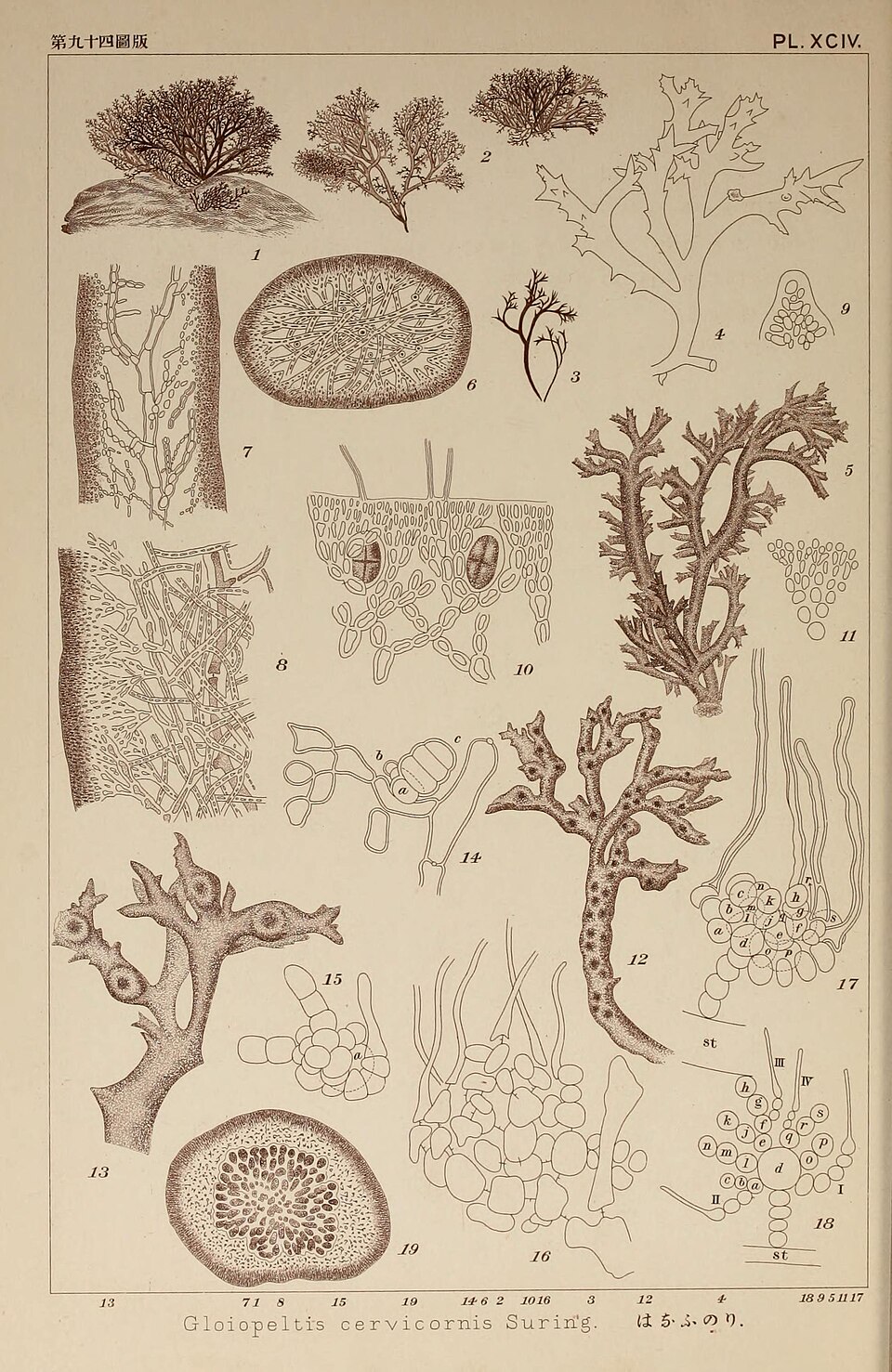 Gloiopeltis complanata