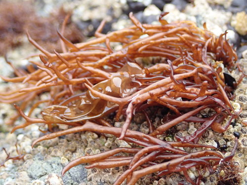Endocladiaceae