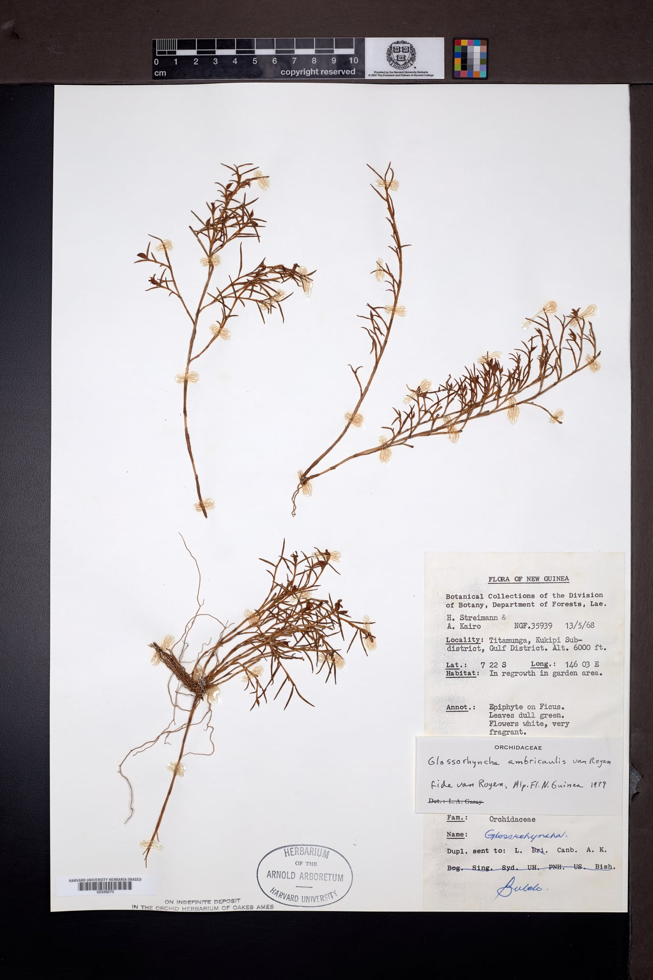 Glomera diosmoides — photo