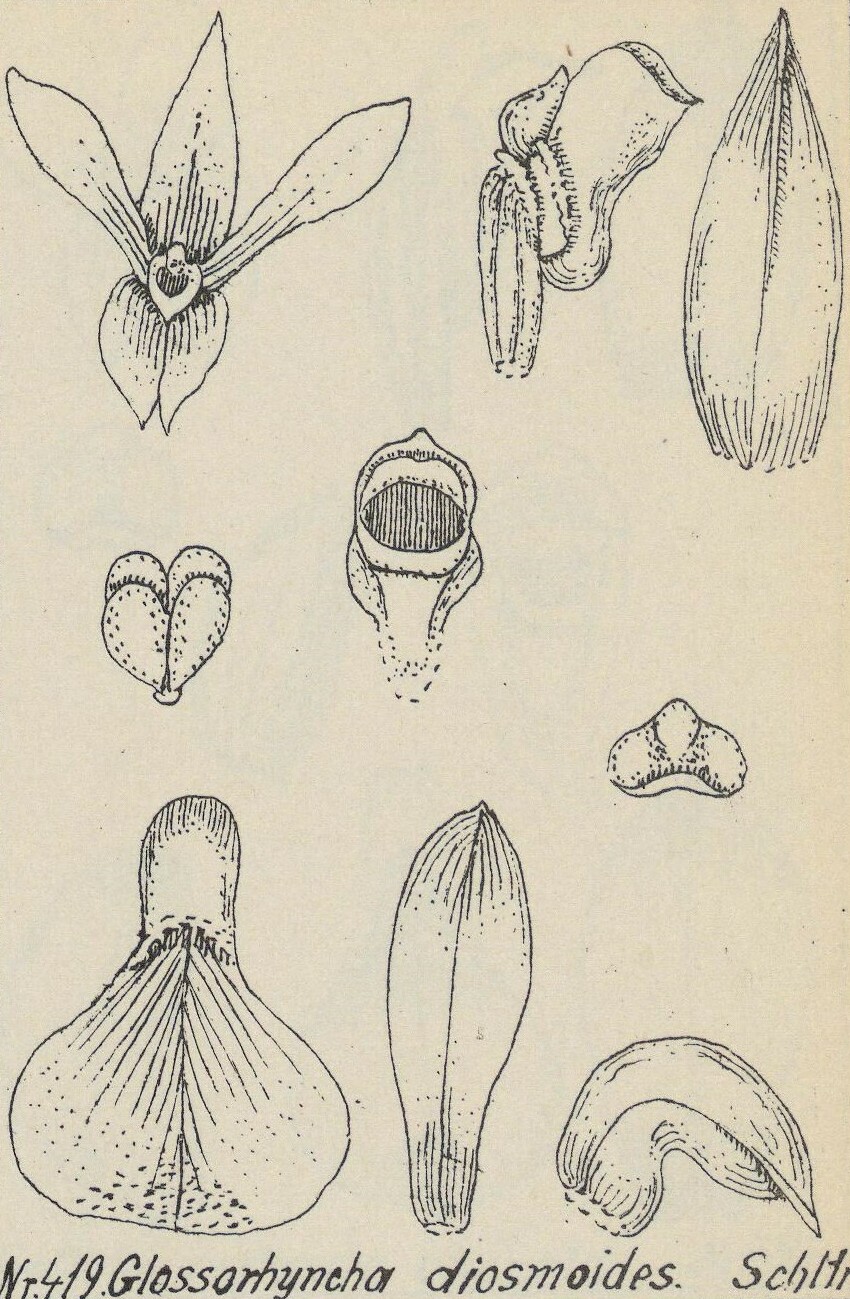 Glomera diosmoides