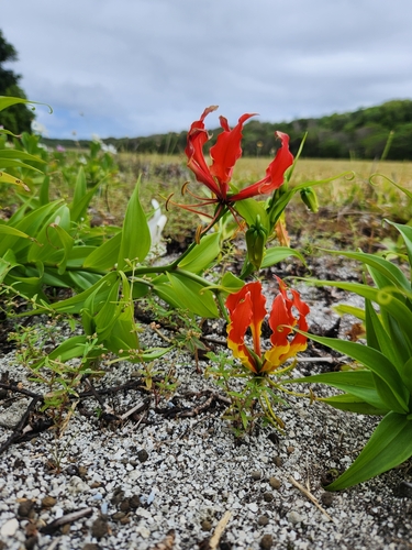 Gloriosa superba (Flame lily) — photo
