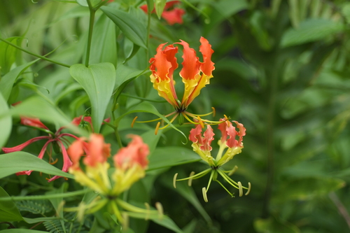 Gloriosa superba (Flame lily) — photo