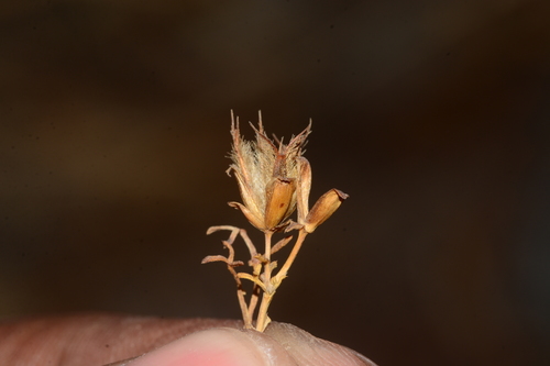 Glossocardia bosvallia (Patthar suva) — photo