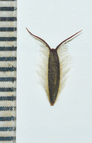 Glossocardia bosvallia (Patthar suva) — photo
