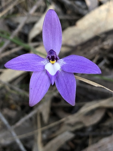 Glossodia major (Common Waxlip) — photo