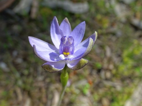 Glossodia major (Common Waxlip) — photo
