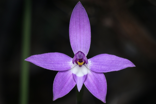 Glossodia major