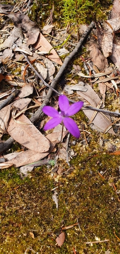 Glossodia minor (Small wax lip orchid) — photo