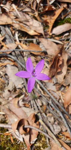 Glossodia minor (Small wax lip orchid) — photo